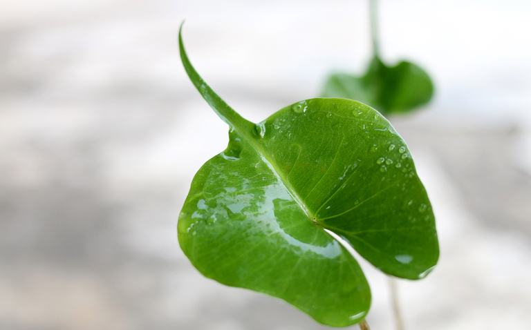 Alocasia Stingray Care Guide, living house plants, bayview flowers, daisy ai, ai powered plant care