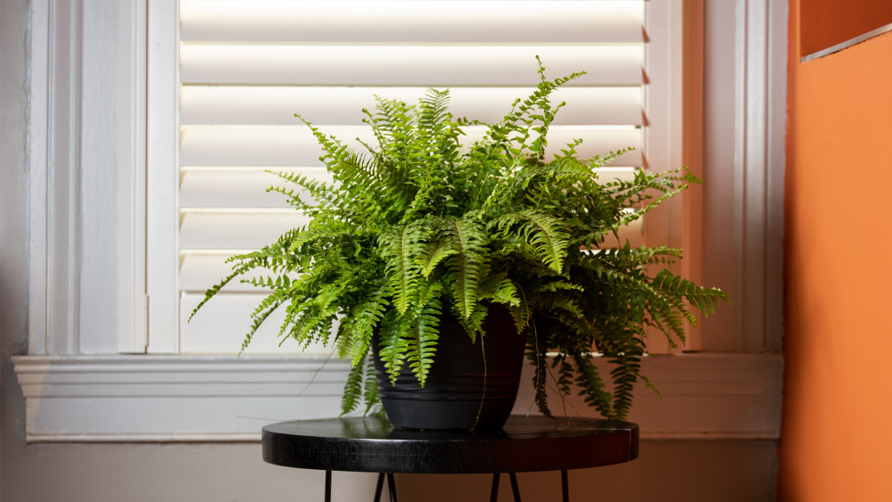 How to Care for a Boston Fern, boston fern plant care, living house plants, bayview flowers, daisy ai, ai powered plant care