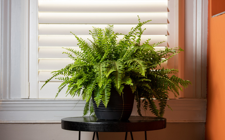 How to Care for a Boston Fern, boston fern plant care, living house plants, bayview flowers, daisy ai, ai powered plant care
