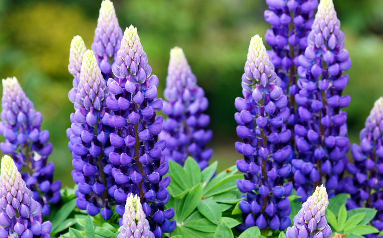 How to Care for Lupins, lupins care, living house plants, bayview flowers, daisy ai, ai powered plant care