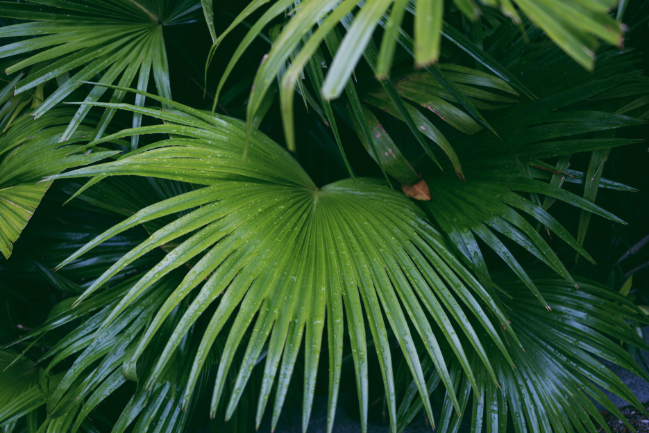 How to Care for the Chinese Fan Palm (Livistona chinensis), Chinese Fan Palm Care, living house plants, bayview flowers, daisy ai, ai powered plant care