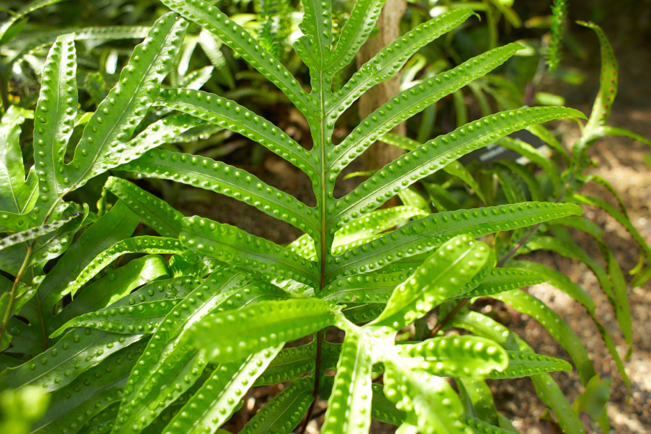 How to Care for Kangaroo Fern (Zealandia pustulata), Kangaroo fern care, bayview flowers, living house plants, daisy ai, ai powered plant care
