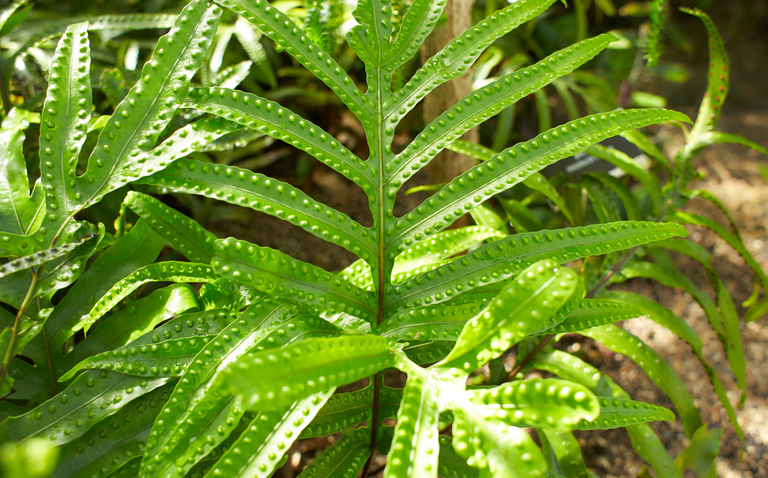 How to Care for Kangaroo Fern (Zealandia pustulata), Kangaroo fern care, bayview flowers, living house plants, daisy ai, ai powered plant care