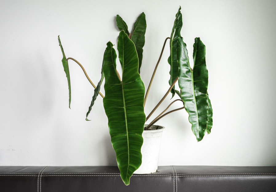 How to Care for Philodendron billietiae, living house plants, bayview flowers, daisy ai, ai powered plant care