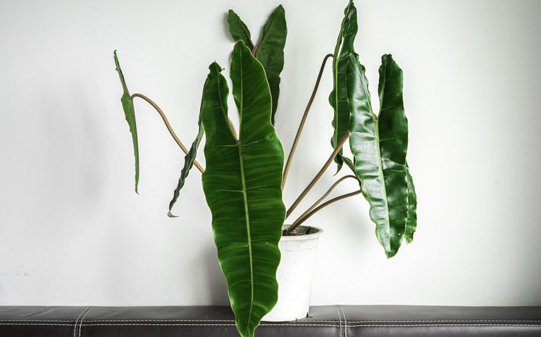 How to Care for Philodendron billietiae, living house plants, bayview flowers, daisy ai, ai powered plant care