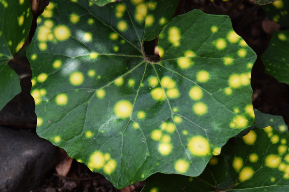 How to Care for Farfugium japonicum ‘Aureomaculatum’ (‘Firefly’ Leopard Plant), living house plants, bayview flowers, daisy ai, ai powered plant care