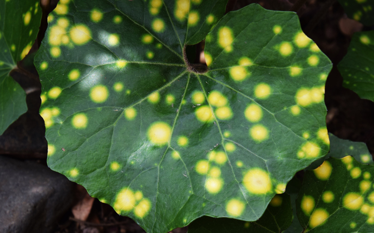 How to Care for Farfugium japonicum ‘Aureomaculatum’ (‘Firefly’ Leopard Plant), living house plants, bayview flowers, daisy ai, ai powered plant care