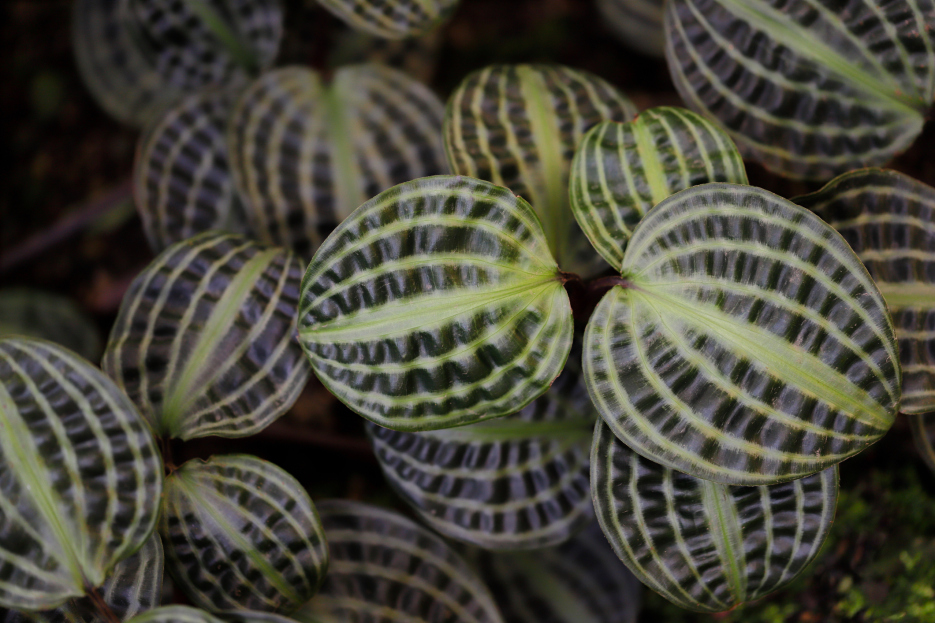 How to Care for Geogenanthus poeppigii (Seersucker Plant), living house plants, bayview flowers, daisy ai, ai powered plant care
