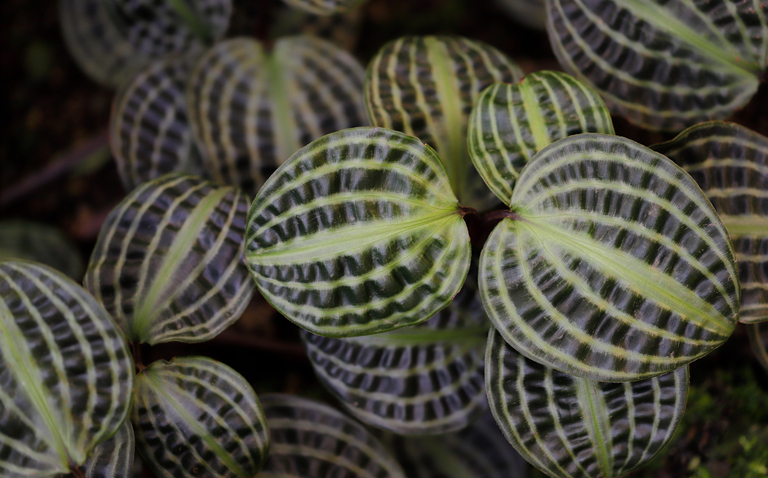 How to Care for Geogenanthus poeppigii (Seersucker Plant), living house plants, bayview flowers, daisy ai, ai powered plant care
