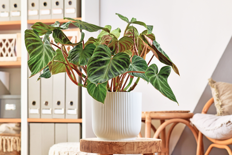 How to Care for Philodendron verrucosum, living house plants, bayview flowers, daisy ai, ai powered plant care