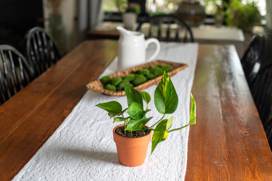 Pothos plant care