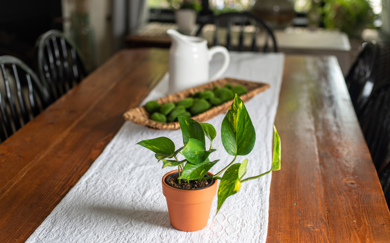 Pothos plant care