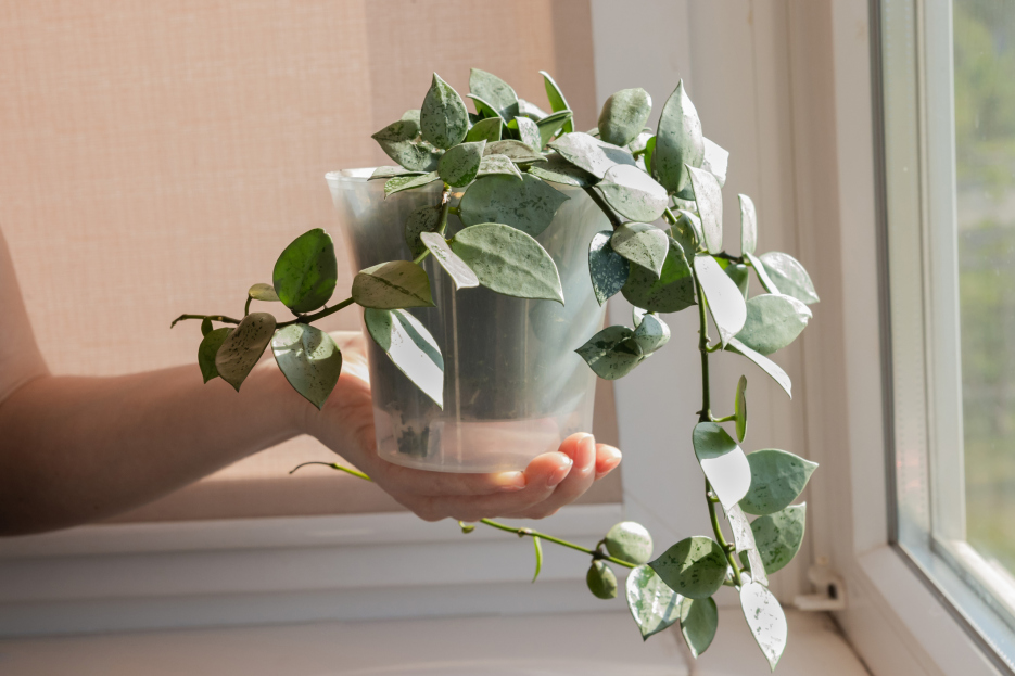 How to Care for Hoya lacunosa, living house plants, bayview flowers, daisy ai, ai powered plant care