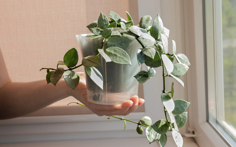 How to Care for Hoya lacunosa, living house plants, bayview flowers, daisy ai, ai powered plant care