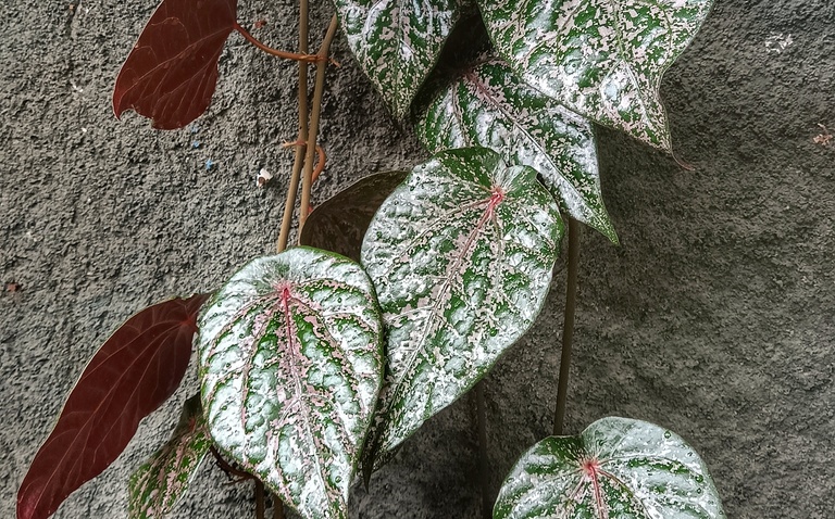 How to Care for Piper crocatum, living house plants, bayview flowers, daisy ai, ai powered plant care