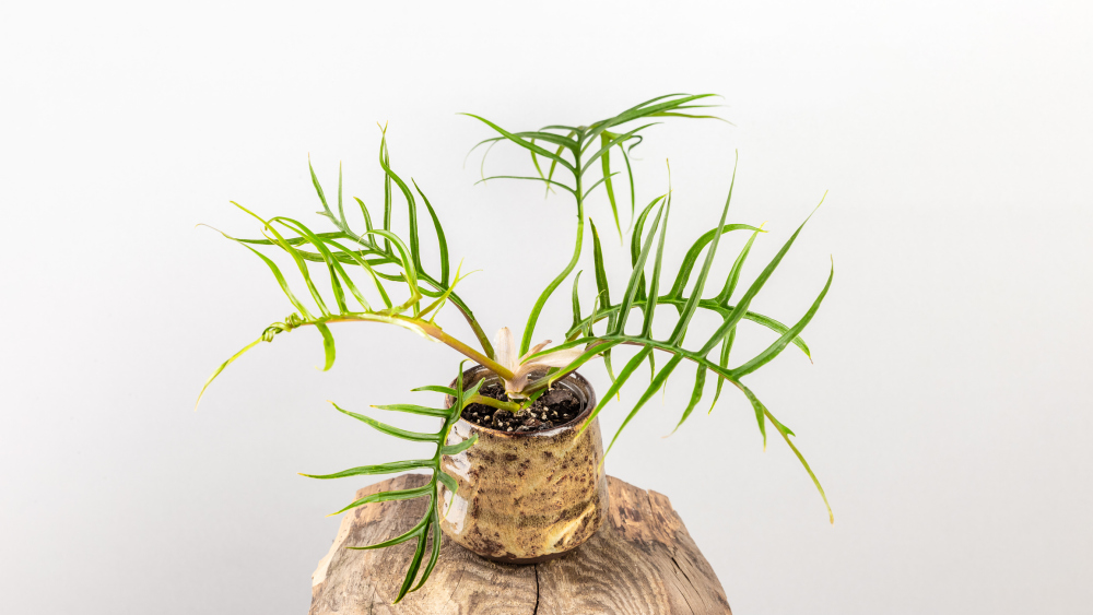 How to Care for Philodendron tortum, living house plants, bayview flowers, daisy ai, ai powered plant care