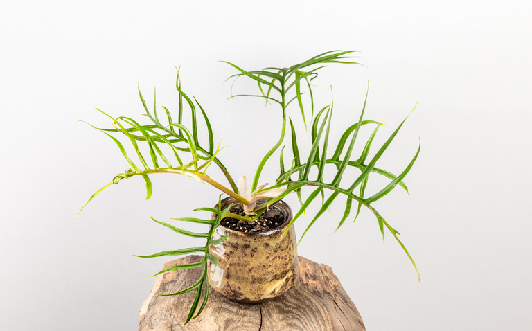 How to Care for Philodendron tortum, living house plants, bayview flowers, daisy ai, ai powered plant care