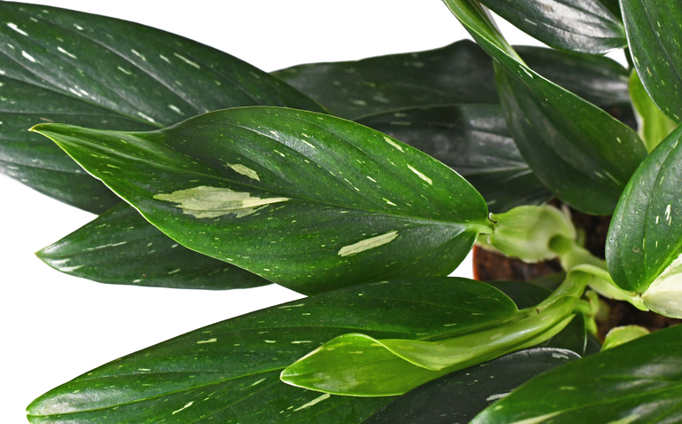 How to Care for Monstera Standleyana, living house plants, bayview flowers, daisy ai, ai powered plant care