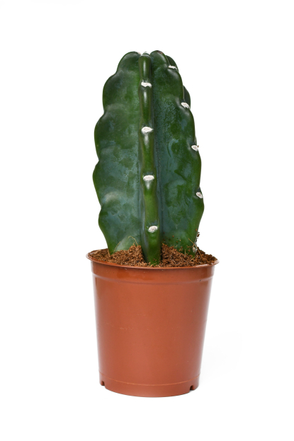 How to Care for Cuddly Cactus (Cereus jamacaru), living house plants, bayview flowers, daisy ai, ai powered plant care