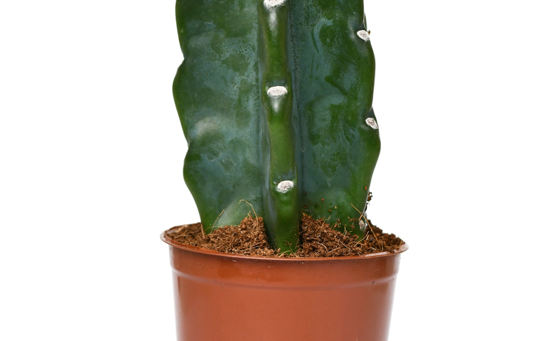 How to Care for Cuddly Cactus (Cereus jamacaru), living house plants, bayview flowers, daisy ai, ai powered plant care