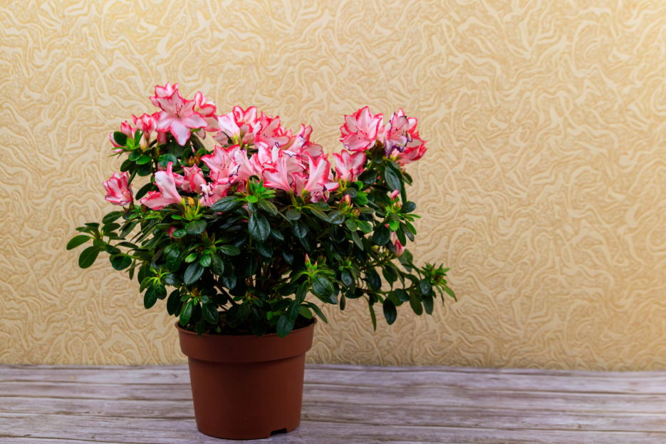 How to Care for Azaleas, living house plants, bayview flowers, daisy ai, ai powered plant care