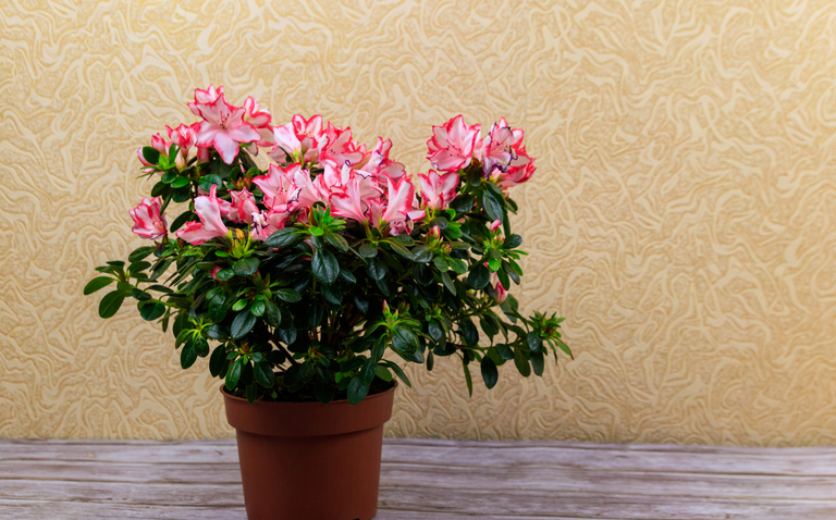 How to Care for Azaleas, living house plants, bayview flowers, daisy ai, ai powered plant care