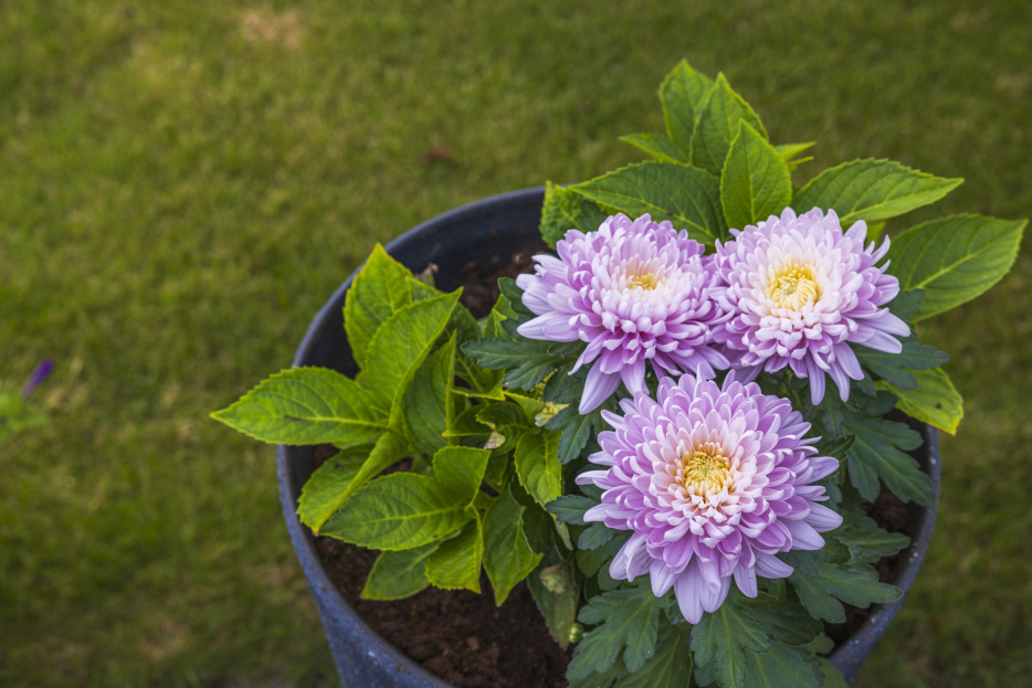 How to Care for Dahlia Houseplants, Dahlia plant care, living house plants, bayview flowers, daisy ai, ai powered plant care