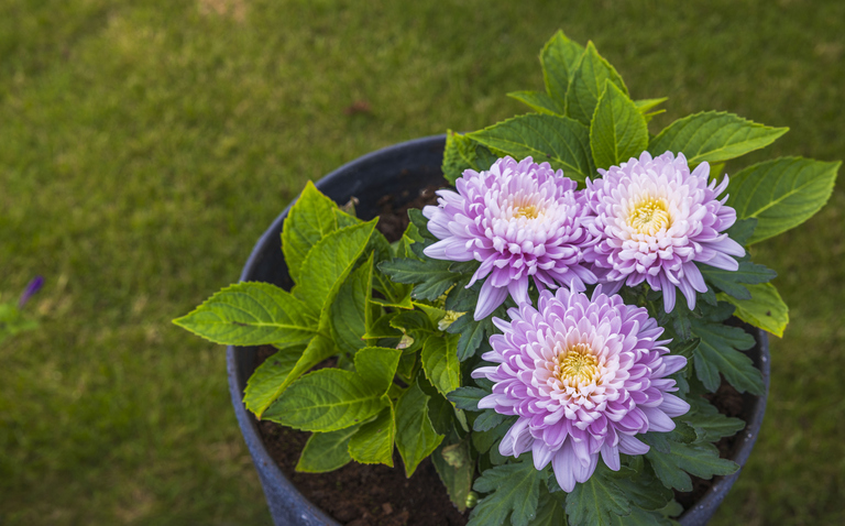 How to Care for Dahlia Houseplants, Dahlia plant care, living house plants, bayview flowers, daisy ai, ai powered plant care