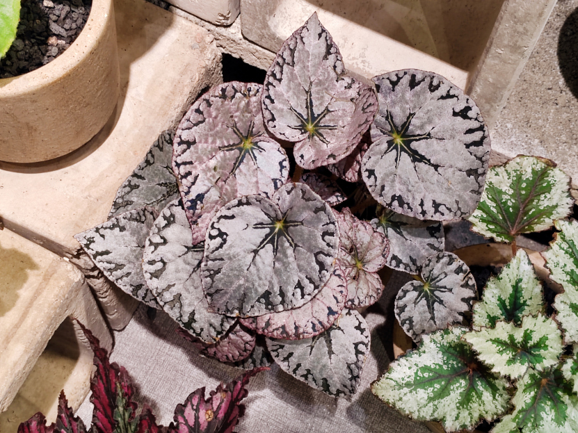 How to Care for Begonia ‘Silver Dollar’, living house plants, bayview flowers, daisy ai, ai powered plant care
