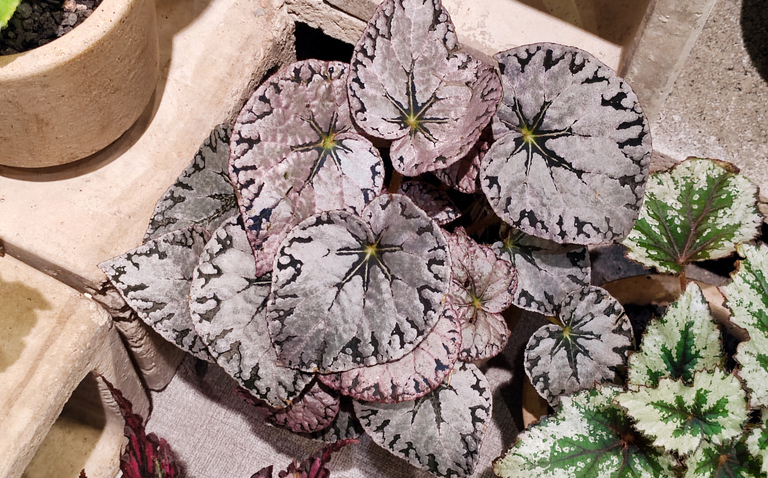 How to Care for Begonia ‘Silver Dollar’, living house plants, bayview flowers, daisy ai, ai powered plant care