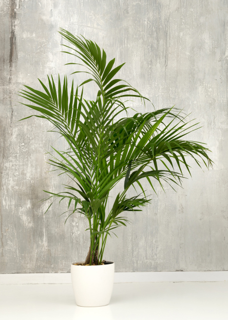How to Care for Howea forsteriana (Kentia Palm), living houseplants, bayview flowers, daisy ai, ai powered plant care