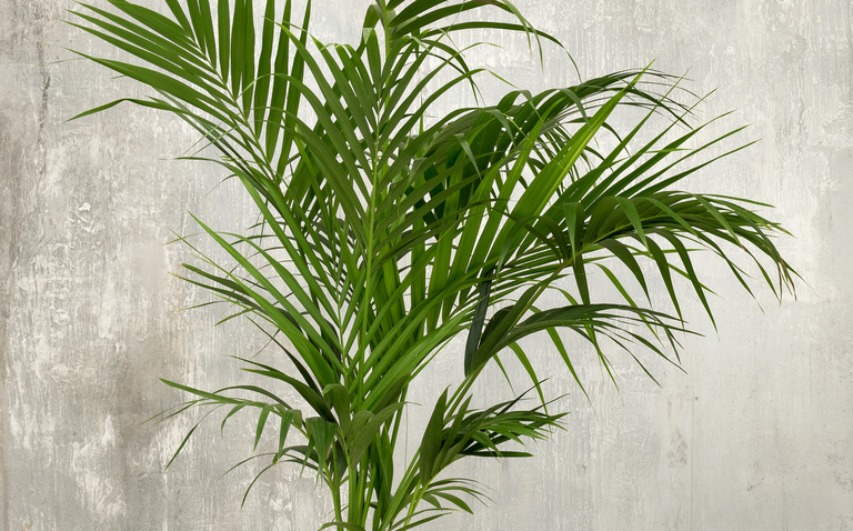 How to Care for Howea forsteriana (Kentia Palm), living houseplants, bayview flowers, daisy ai, ai powered plant care