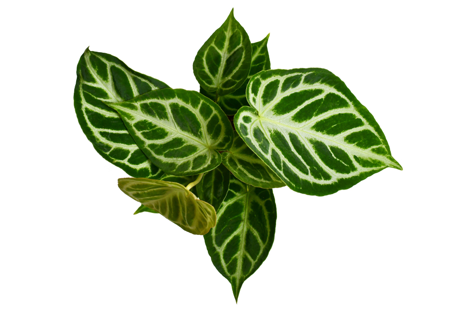 How to Care for Anthurium ‘Silver Blush’, living house plants, bayview flowers, daisy ai, ai powered plant care