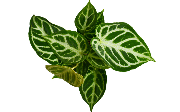 How to Care for Anthurium ‘Silver Blush’, living house plants, bayview flowers, daisy ai, ai powered plant care