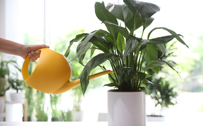  Watering 101 – A Guide to watering your houseplants