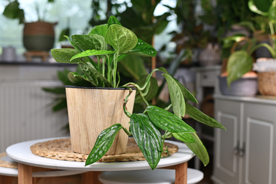 How to Care for Monstera Peru (Monstera karstenianum), living house plants, bayview flowers, daisy ai, ai powered plant care