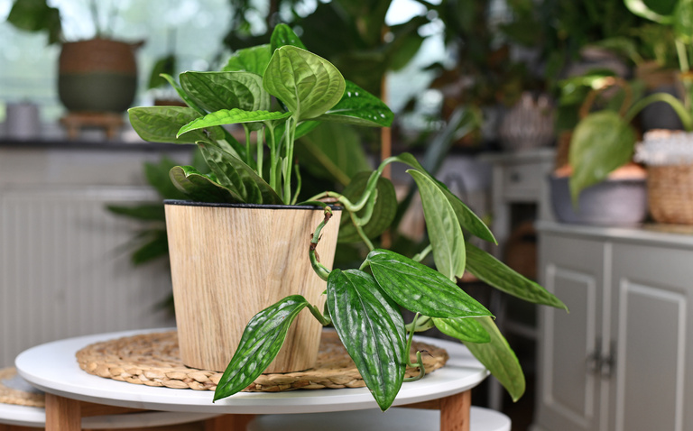 How to Care for Monstera Peru (Monstera karstenianum), living house plants, bayview flowers, daisy ai, ai powered plant care