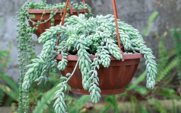 How to Care for Burro’s Tail (Sedum morganianum), living house plants, bayview flowers, daisy ai, ai powered plant care