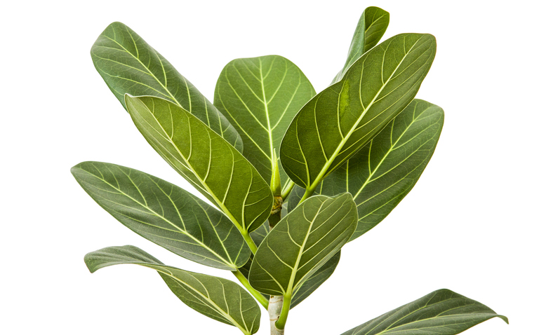 How to Care for Ficus Audrey (Ficus benghalensis), living house plants, bayview flowers, daisy ai, ai powered plant care
