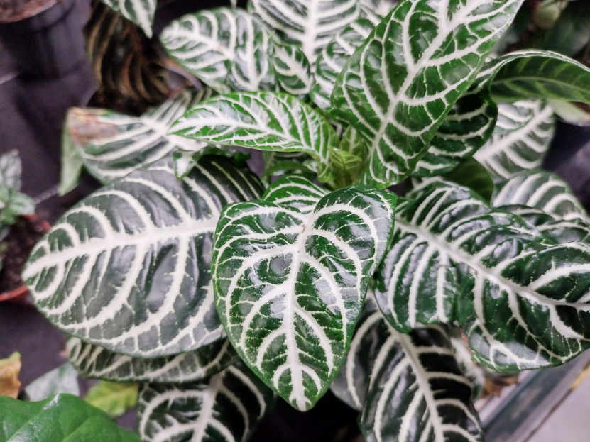 How to Care for Aphelandra (Zebra Plant), living house plants, bayview flowers, daisy ai, ai powered plant care