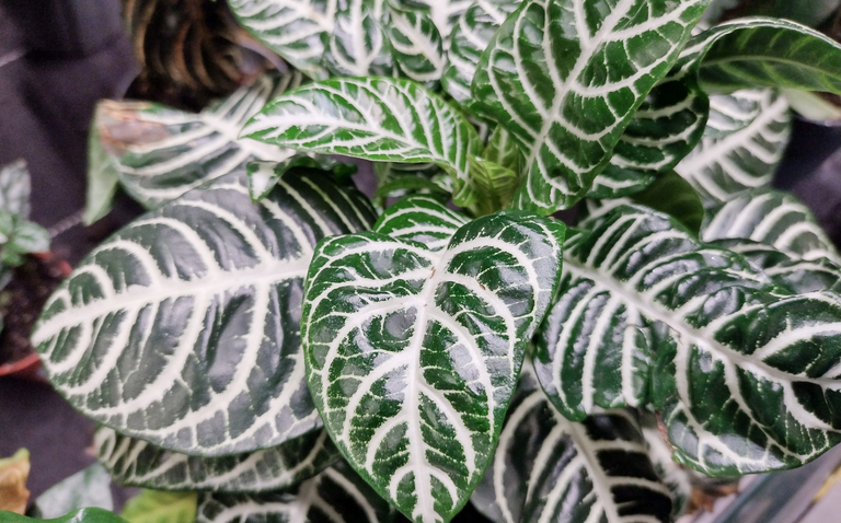How to Care for Aphelandra (Zebra Plant), living house plants, bayview flowers, daisy ai, ai powered plant care