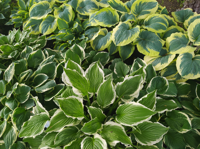 How to Care for Hostas, Hosta care, living house plants, bayview flowers, daisy ai, ai powered plant care