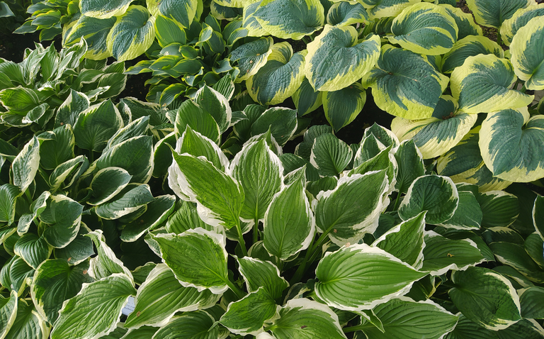 How to Care for Hostas, Hosta care, living house plants, bayview flowers, daisy ai, ai powered plant care