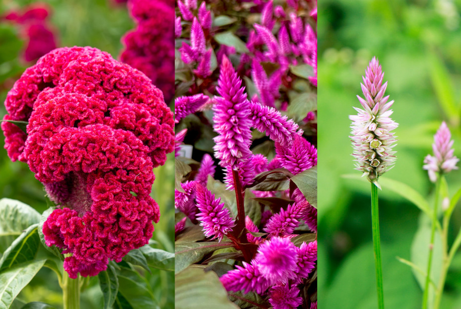 How to Care for Celosia, living house plants, bayview flowers, daisy ai, ai powered plant care