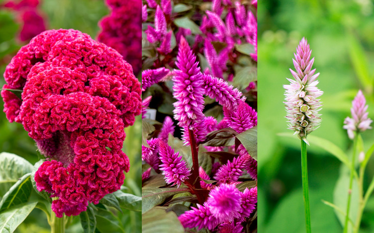 How to Care for Celosia, living house plants, bayview flowers, daisy ai, ai powered plant care