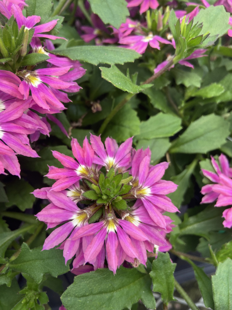 How to Care for Scaevola (Fan Flower), living house plants, bayview flowers, daisy ai, ai powered plant care