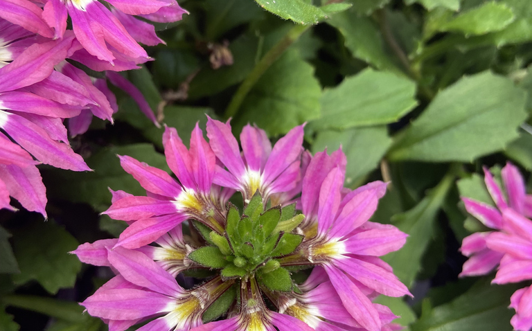 How to Care for Scaevola (Fan Flower), living house plants, bayview flowers, daisy ai, ai powered plant care