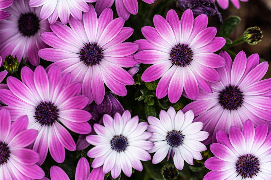 How to Care for Osteospermum (African Daisy), living house plants, bayview flowers, daisy ai, ai powered plant care