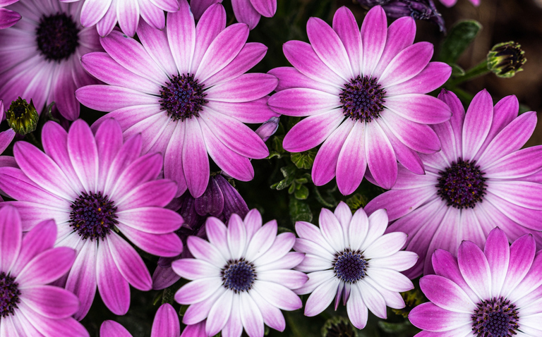 How to Care for Osteospermum (African Daisy), living house plants, bayview flowers, daisy ai, ai powered plant care