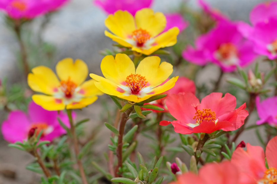 How to Care for Purslane (Portulaca oleracea), living house plants, bayview flowers, daisy ai, ai powered plant care